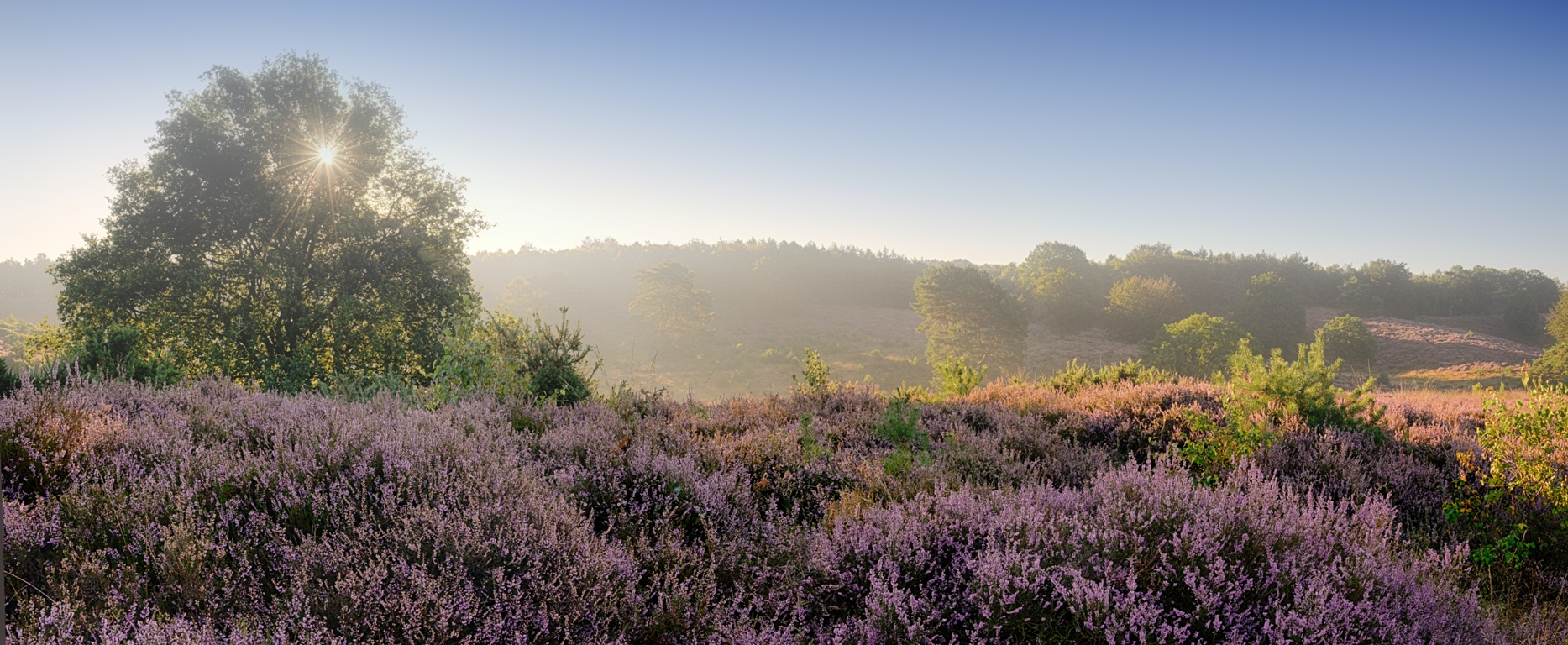 fotowand heide met opkomende zon